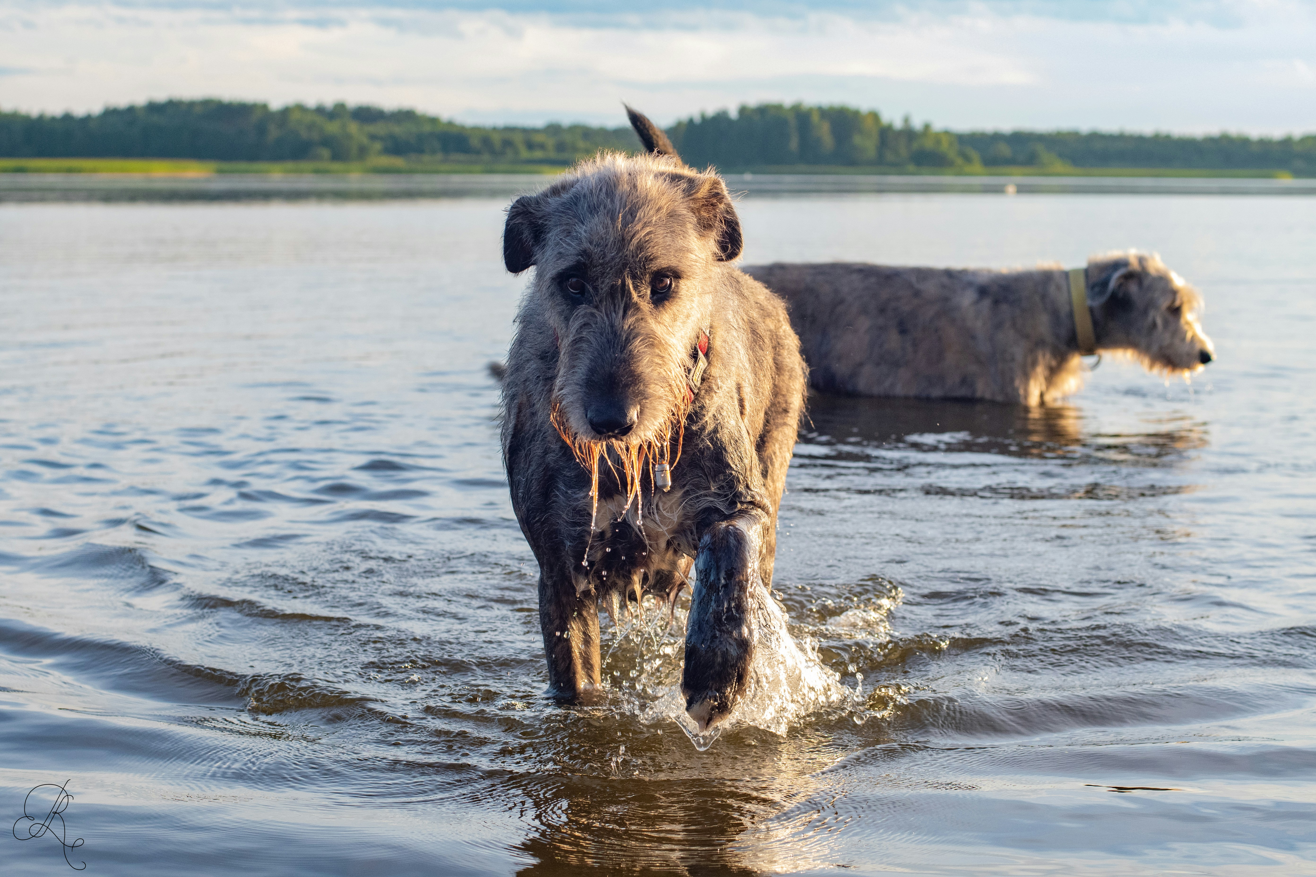 Vorschau Senioren-Hunde